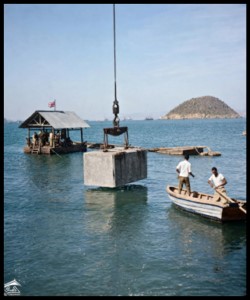����� ����� ��� 1955-1956�